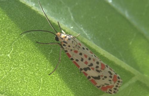 Réf. 299 037 : Utetheisa sp.